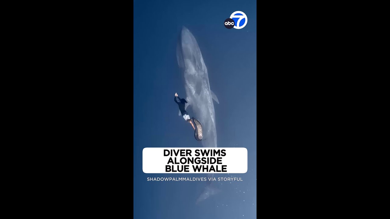 Breathtaking underwater video: Diver swims alongside blue whale