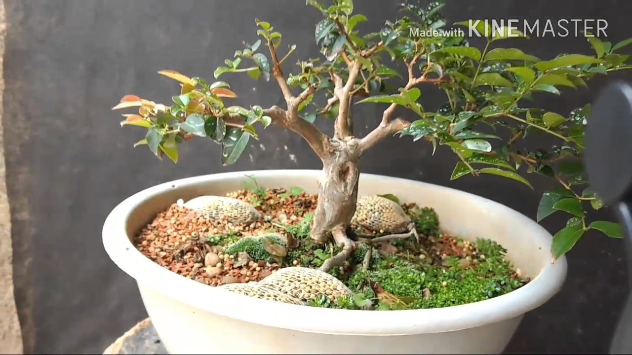 Como engrossar galhos específicos no bonsai e mais...
