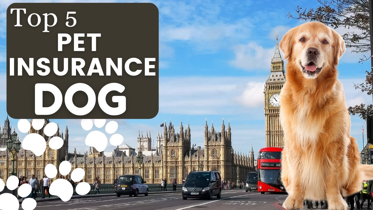 Best Pet Insurance For Dogs 🇬🇧 | Top 5 Pet Health Insurance in UK - Insurance