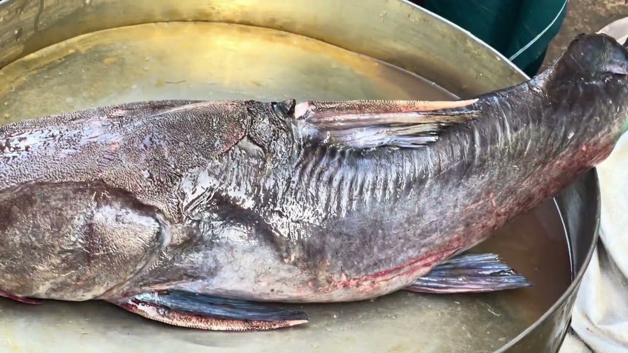  খুলনা রুপসা মাছের বাজার। 