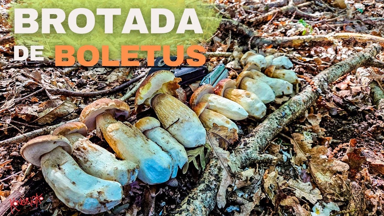 ✅BROTADA DE BOLETUS🍄NUNCA Había COGIDO TANTOS [+RECETAS]