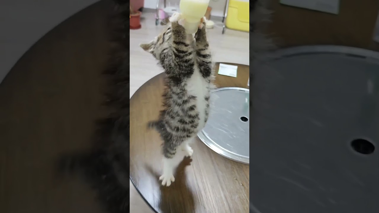 The kitten is so cute when drinking milk 🥰#usa #funnymoments #funny #foryou #funnyvideo #cat