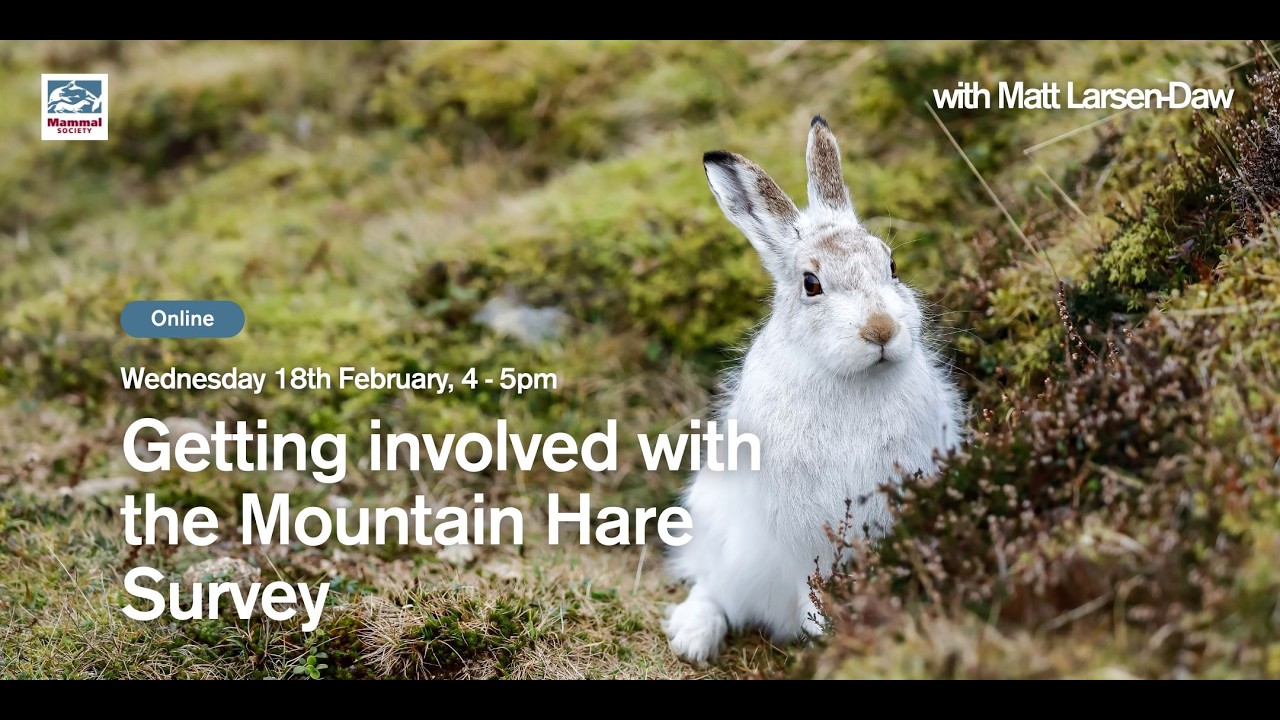 Getting Involved with the Mountain Hare Survey