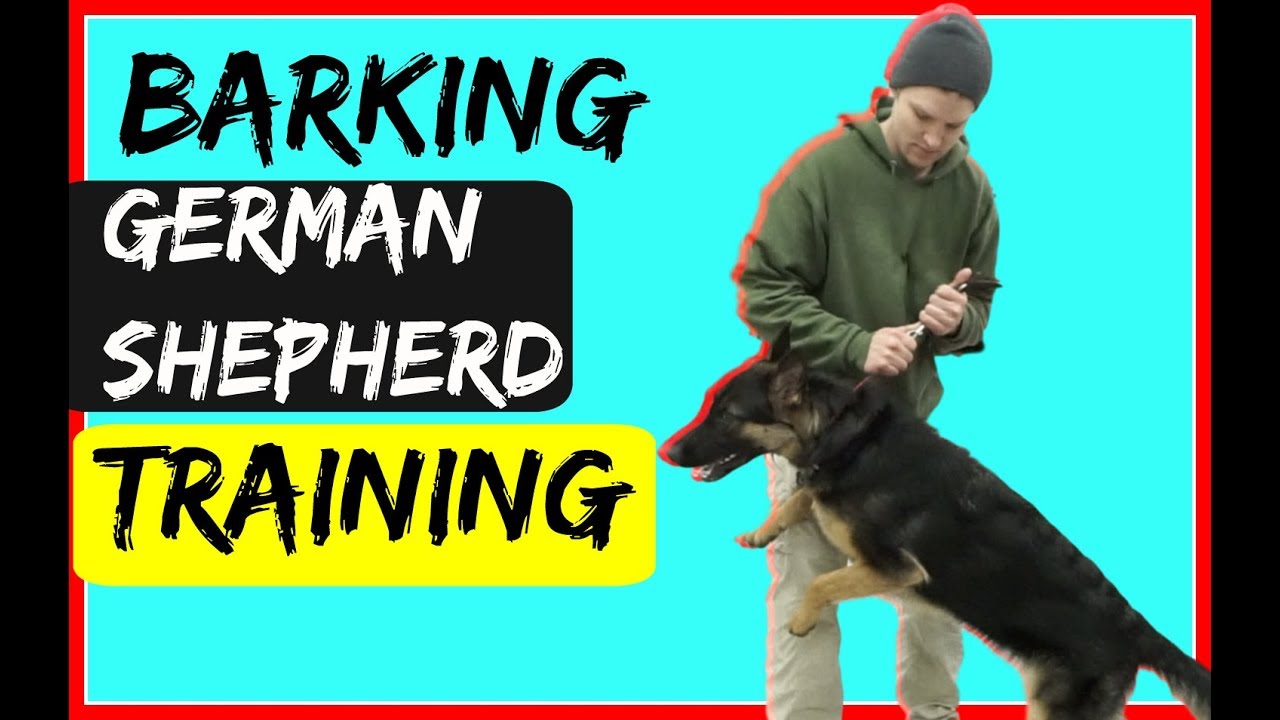How to Train a Barking Anxious German Shepherd Dog with a Prong Collar
