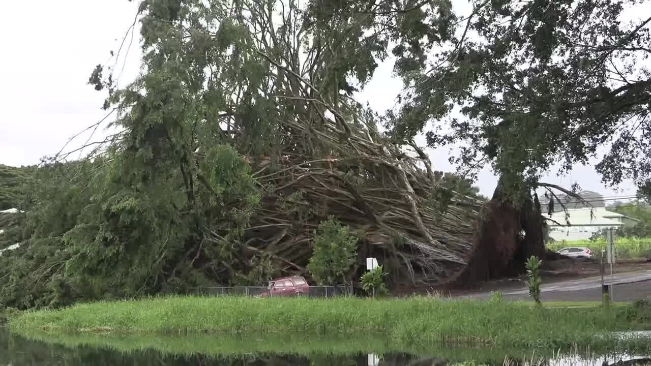 Banyan tree damages cars, buildings, power lines on Hawaii Island