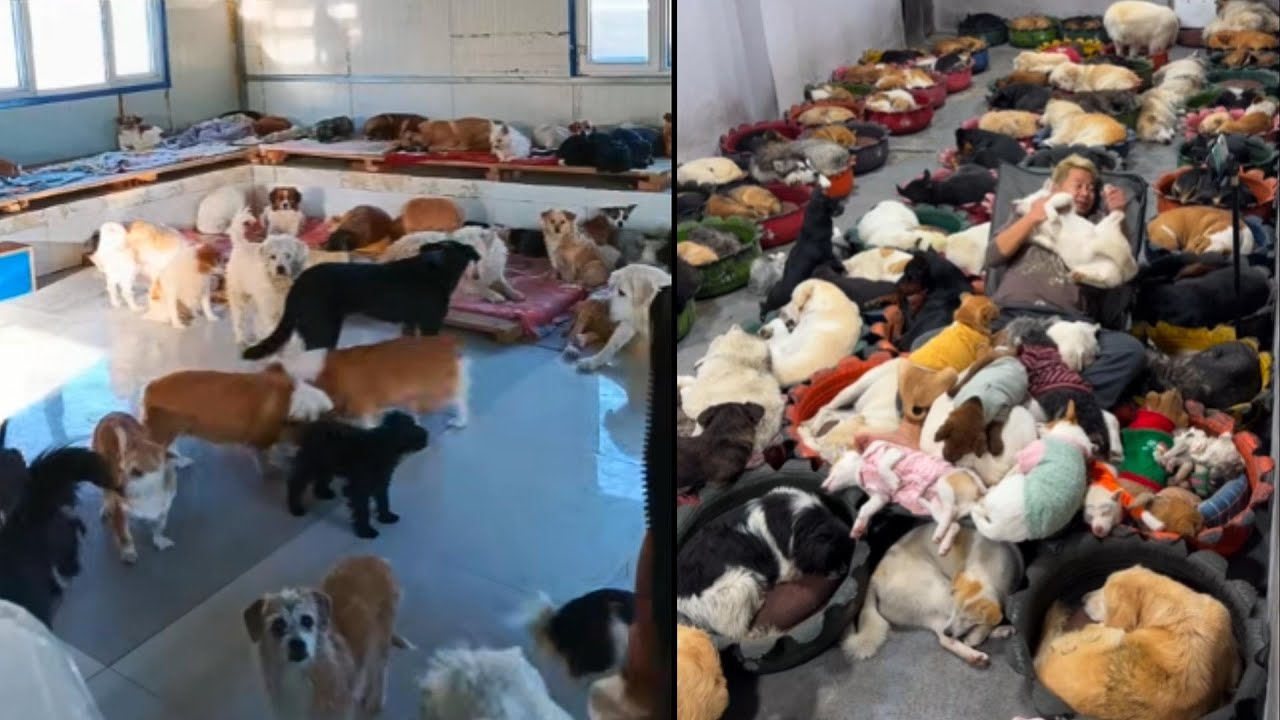 500只流浪狗餵食直播Live stream of feeding stray dogs in China