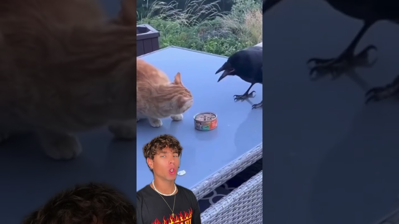 El Cuervo amigo de los animales