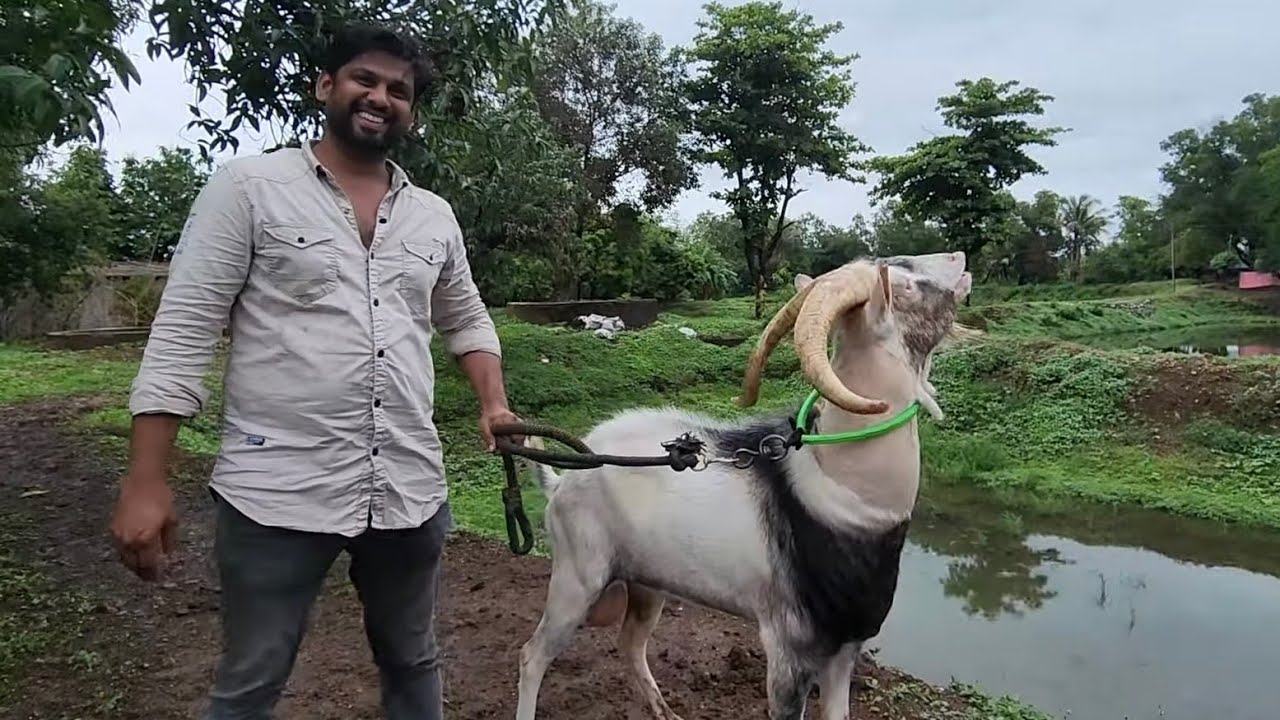Shahrukh Khan Ka Biggest Exotic Goats Collection At SK Goat Farm.
