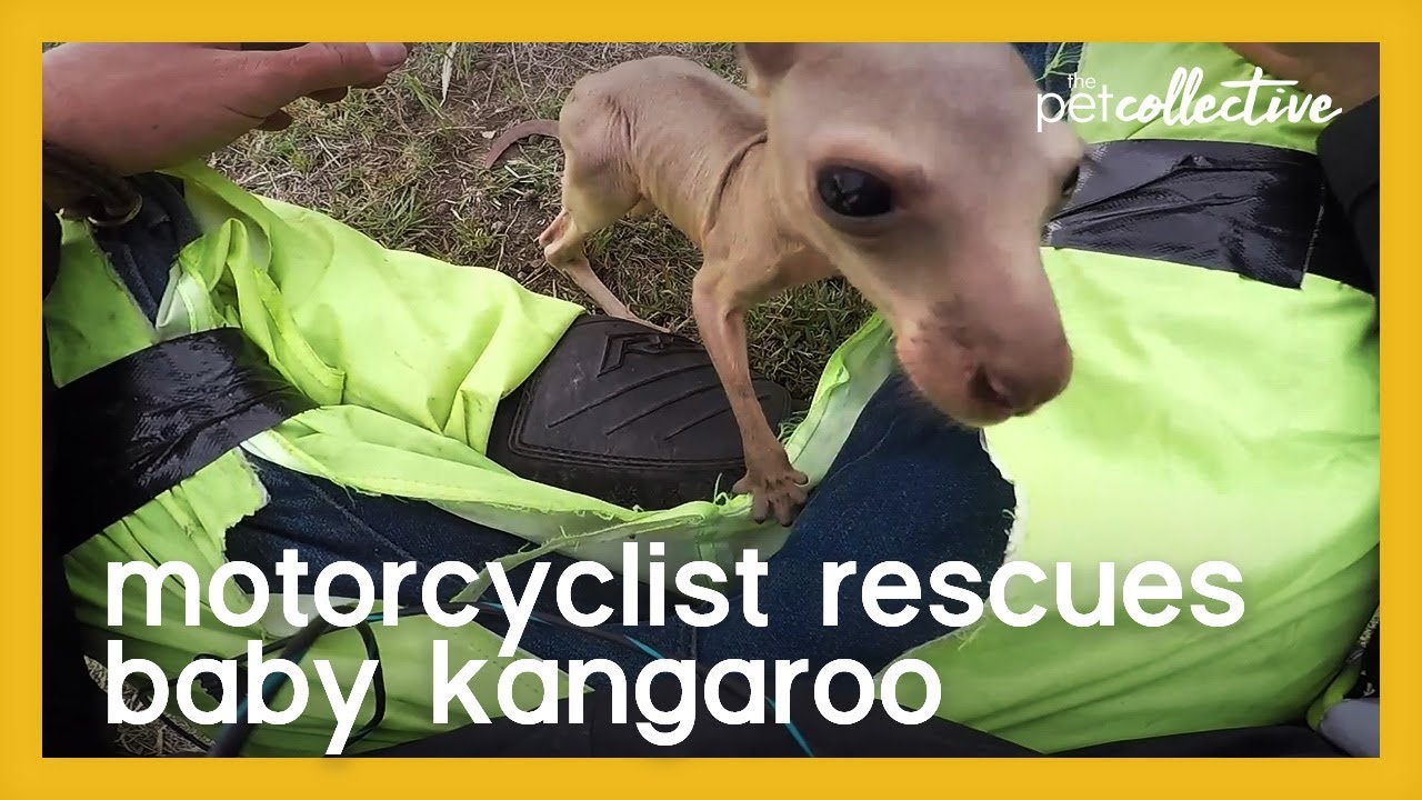 Motorcyclist Rescues Baby Kangaroo