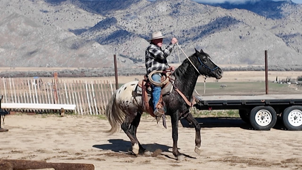 Teaching Joe to Stop on the Hindquarters