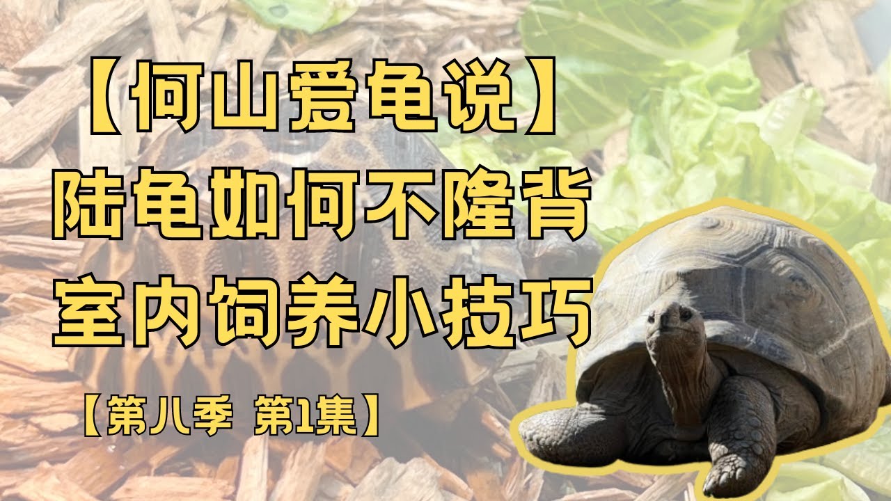 第八季 第1集：室内如何饲养陆龟不隆背？｜何山爱龟说｜室内环境｜80%高湿度｜通风｜底部加温｜开放型环境｜紫外线UVB灯｜脱水｜辐射陆龟｜西非豹纹｜印度星龟｜缅甸星龟｜亚达｜埃及陆龟｜饼干陆龟｜