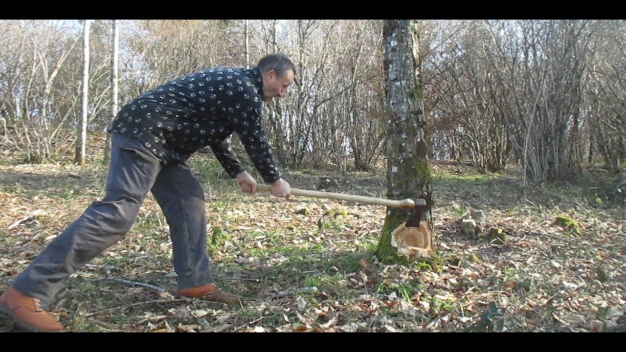 abattage d'un chataignier 10-02-2023