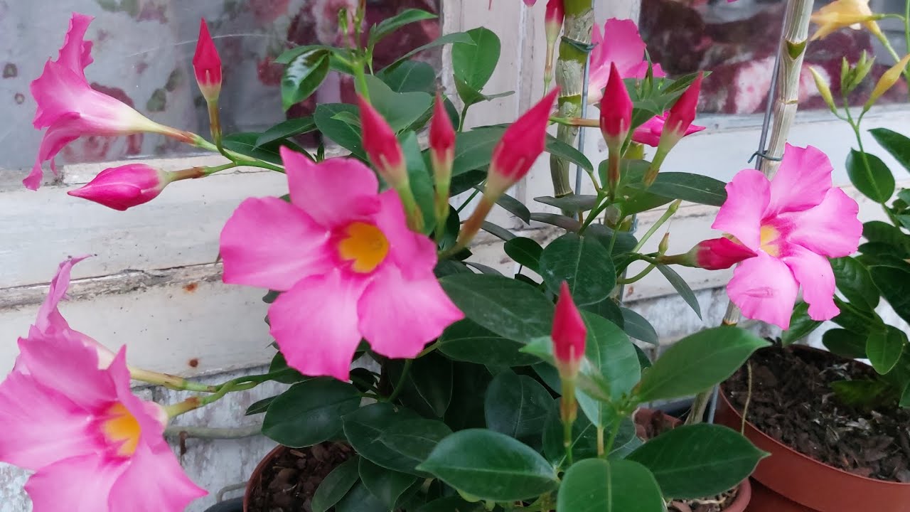 Olá!!!vamos a um Tour por aqui, tem plantas novas muito lindas.