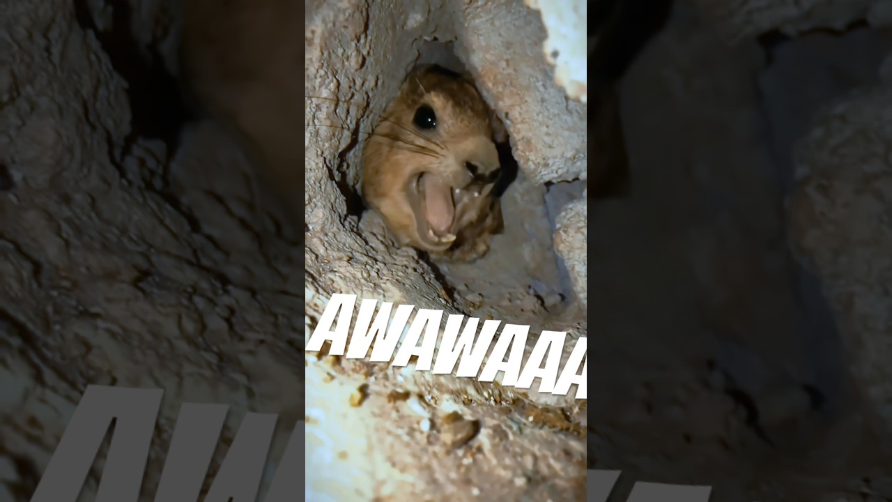 Hyrax screaming awawa from cave, remastered HD #wawa #hyrax