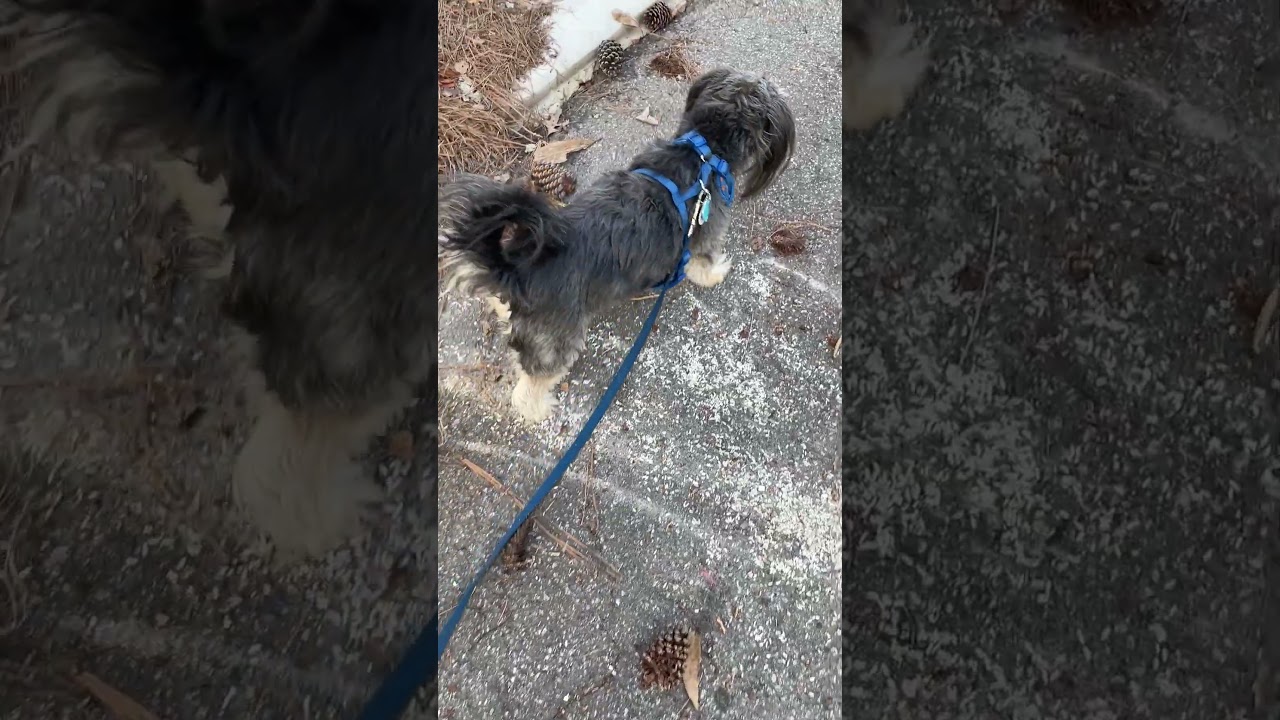 We missed a nail and a Screw last time...Man and Dog Save the Day. Again.