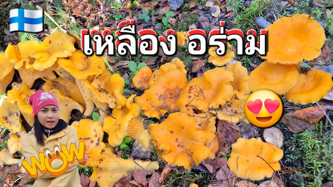 เก็บเห็ดมันปูบ้านพักร้อน โตๆฉ่ำๆ นึกว่าดอกไม้ 😍 4.10.2025 🇫🇮