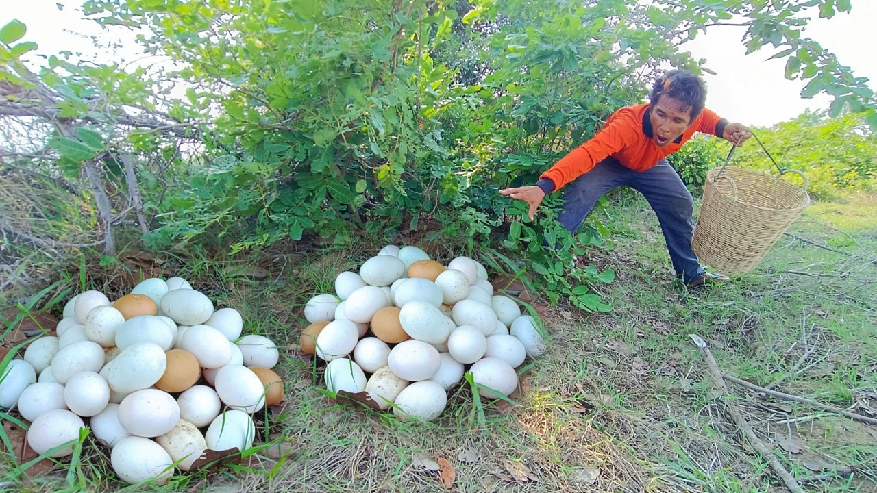 BEST UNIQUE FINDING!  pick a lot of eggs and snails on the tree stump pick a lot Best by han