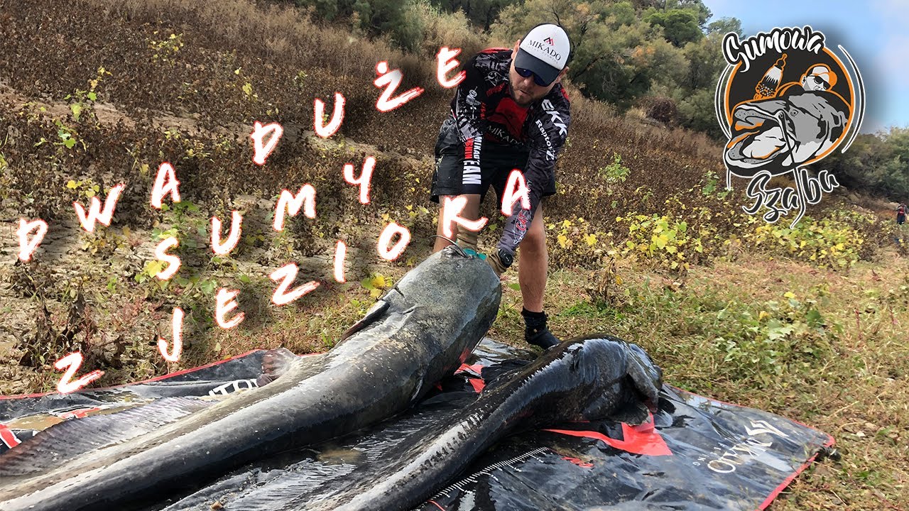 Dwa duże sumy z jeziora     201,208cm / Wędkarstwo sumowe , Kwok , Vertical  #1
