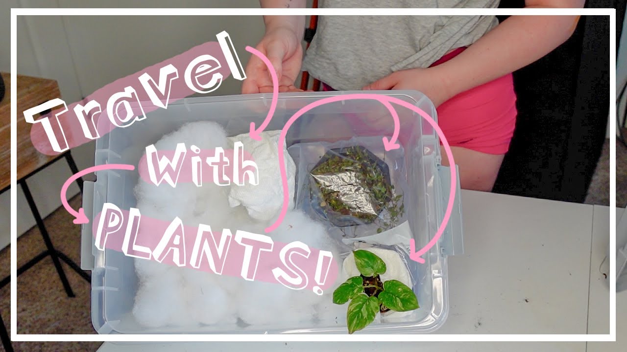 The Safest Way To Travel With Houseplants