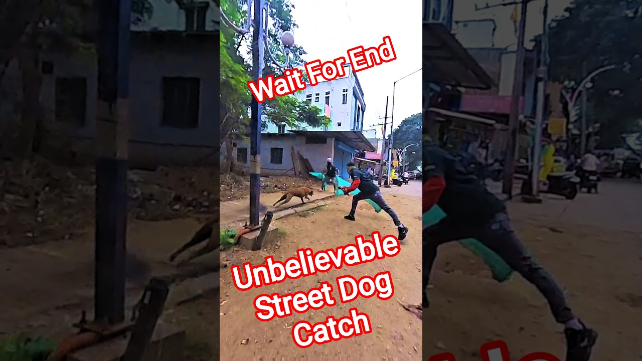 One Punch Catcher Dog Catch 