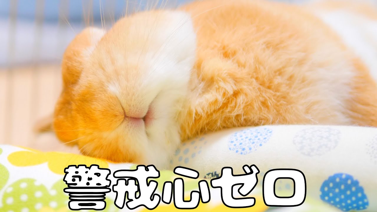 ウサギの警戒心がなくなるとこんな寝方をしてくれます【No.204】