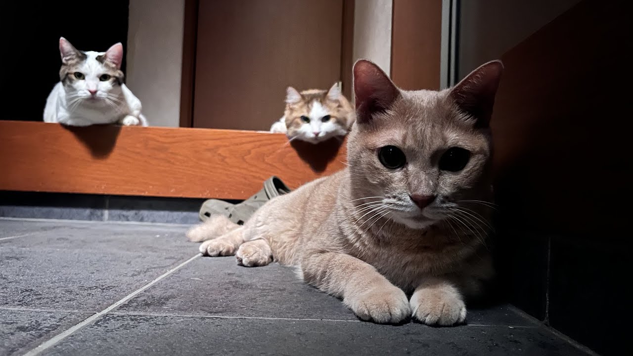真夏の猫屋敷ホラーナイトツアー・・・この家には何かがいる