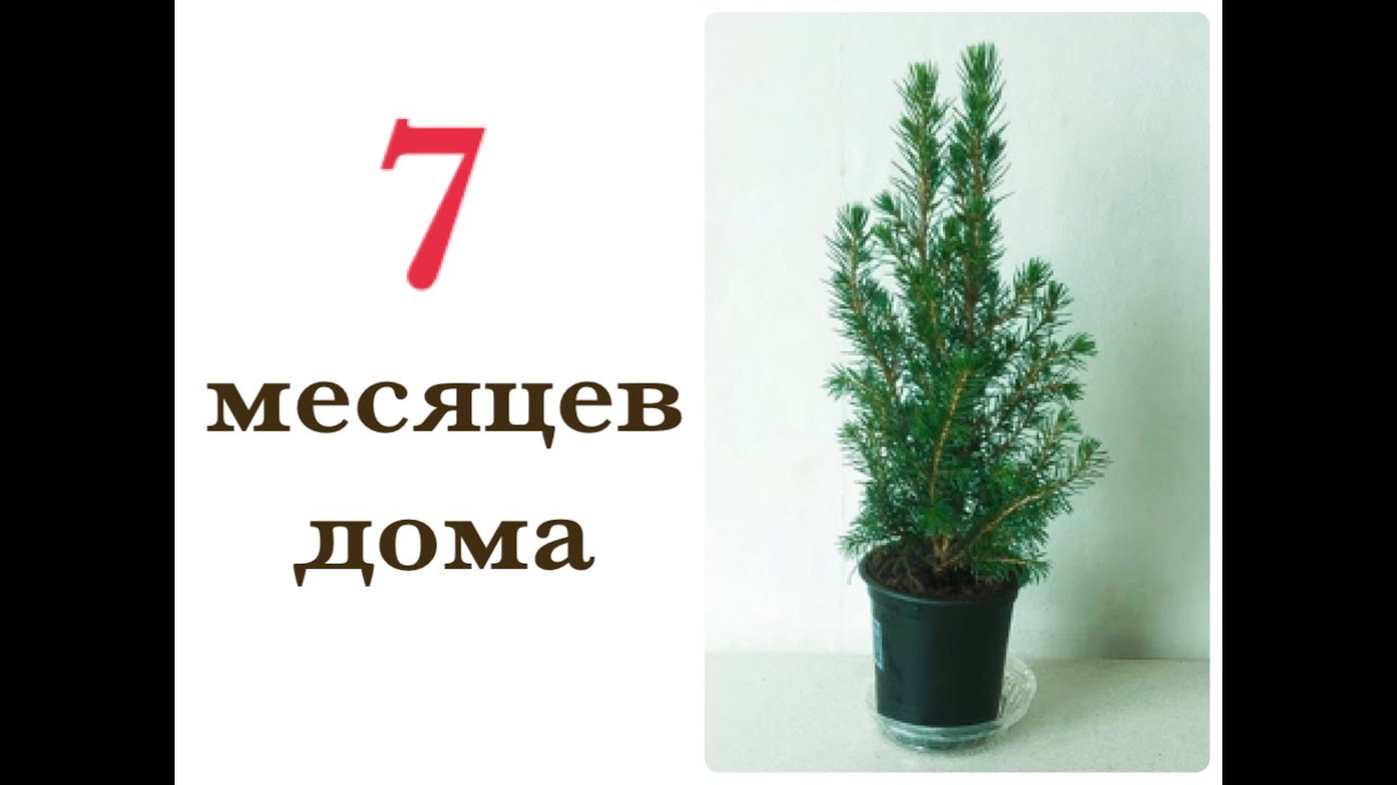 Елочка Picea glauca Conica // Пицея глаука Коника // Хвойное растение в комнатных условиях 7 месяцев