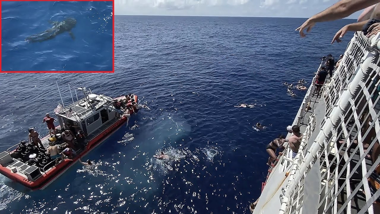 US Coast Guard Fires Warning Shots At Shark