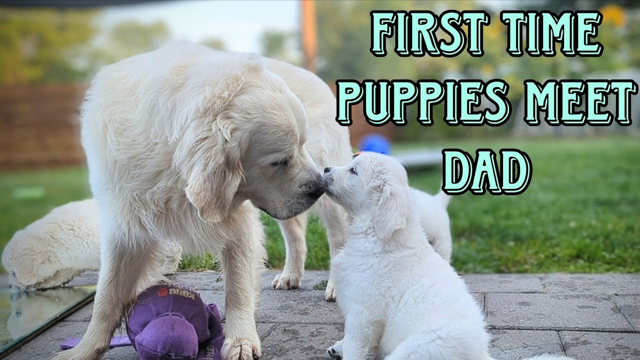 Golden Puppies Meet Dad + Vet Check-up (The Looney Tunes Litter)
