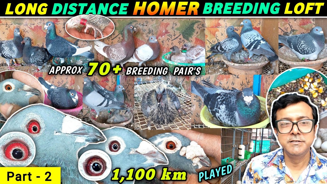 Racing Homer Breeding Pigeons of Debu Da | Part - 2 | Racer Homer Kobutor