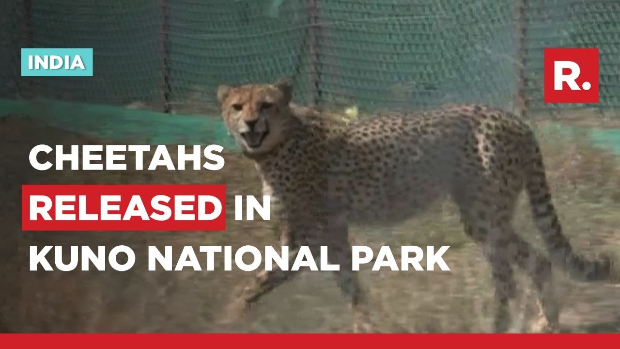 12 South African Cheetahs Released In MP's Kuno National Park