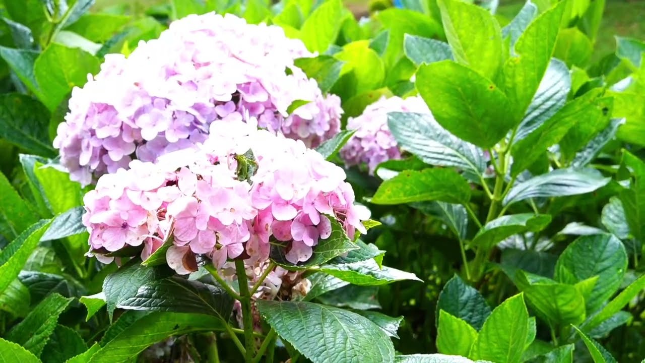 GA CHIỀU CAO NGUYÊN (Đình Thuỵ)