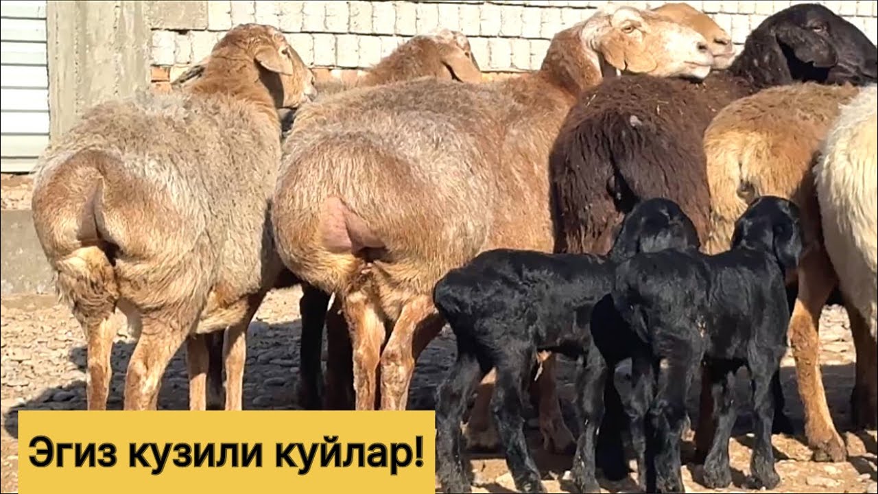 Эгиз кузили куйлар! 992269699☎️ 975019699☎️