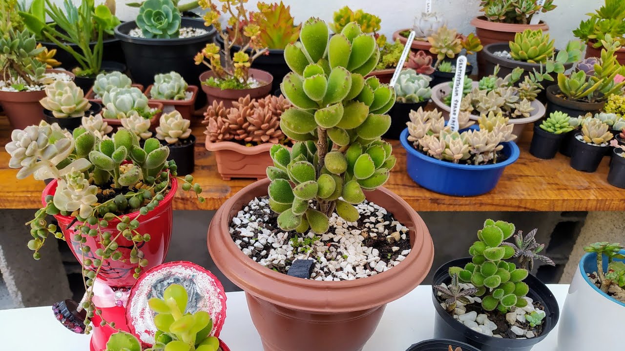 Patinha de Urso:(Cotyledon Tomentosa),