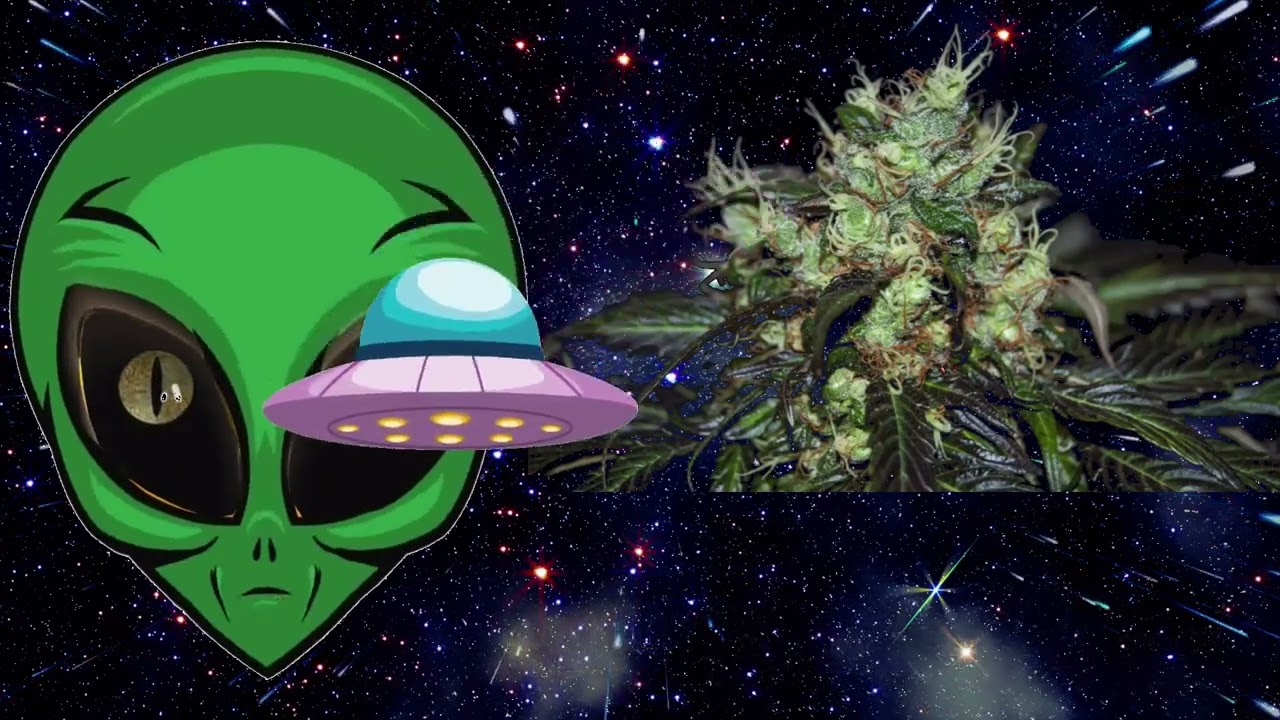Space Weed - Strain TV