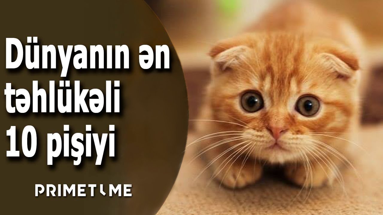 Dünyanın ən təhlükəli 10 pişik cinsi - Dünyanin en tehlikeli 10 kedisi