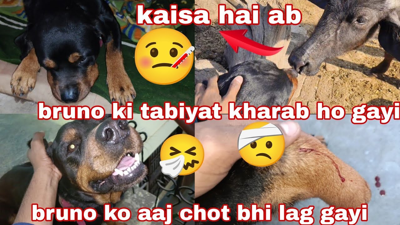 Bruno ko chot lag gayi // bruno ki tabiyat kharab ho gayi // dog vlog 