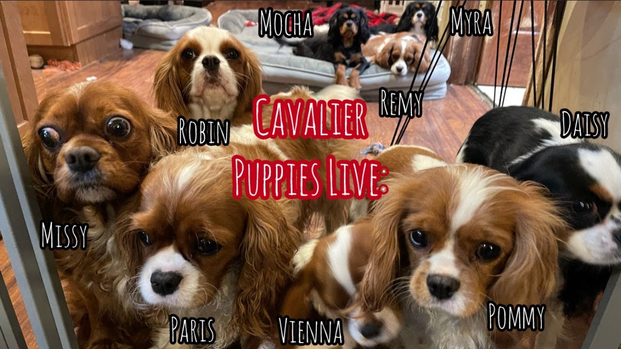 Cavalier Puppy Livestream: Dogs Have Drama with Friends Too