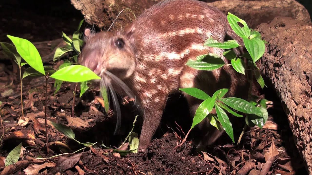 The Paca (long version)