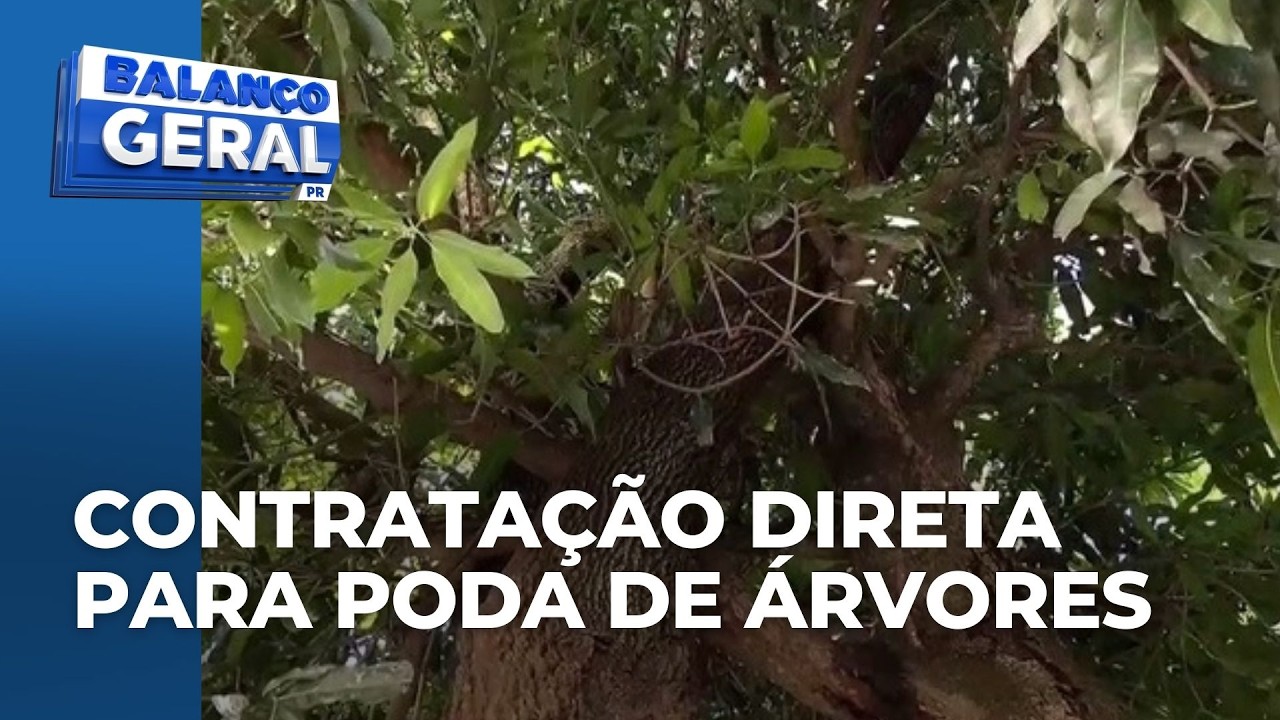 Prefeitura de Maringá autoriza contratação de empresas para poda e remoção de árvores