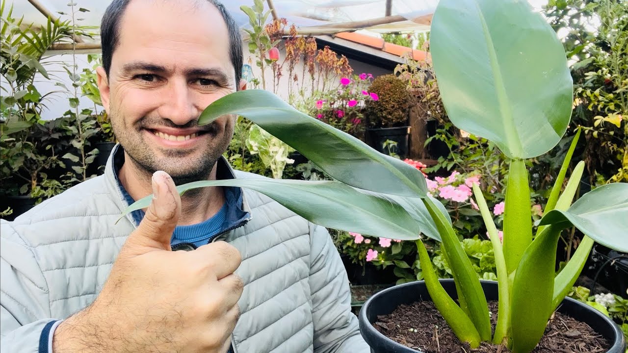 PHILODENDROM PACOVA COMO CUIDAR