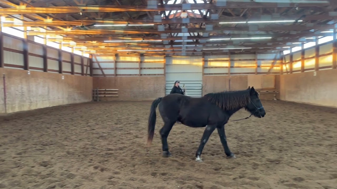 Lunging your horse at the Trot and Canter