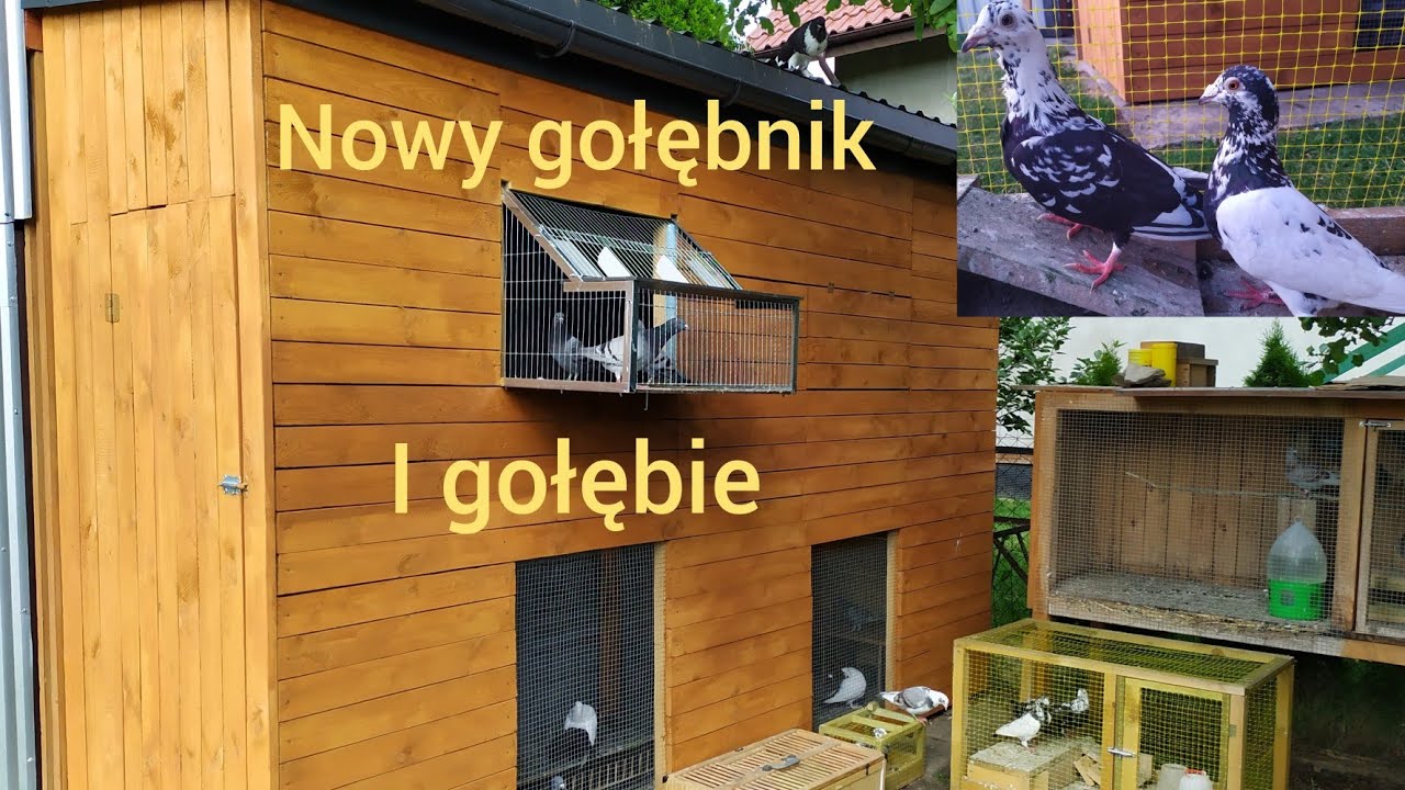 Nowy gołębnik i nowe nabytki u gołębi😁