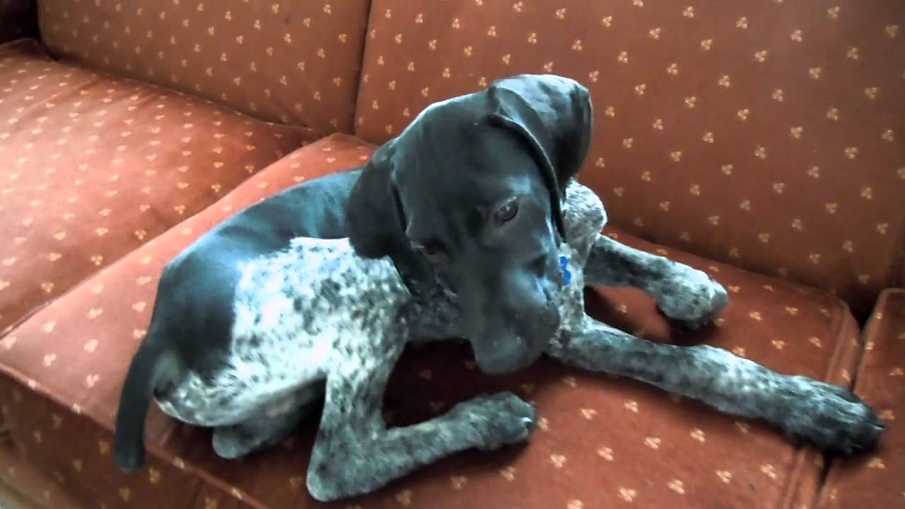 My German Shorthair Pointer Axel going Crazy (2).MOV