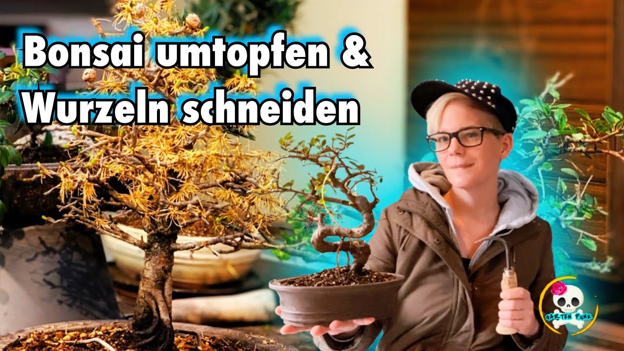 Bonsai selber machen / Bonsai umtopfen & Wurzeln schneiden | Lärche , Ulme und Co. umtopfen