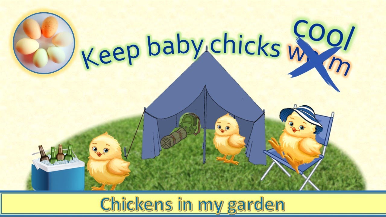 Keep baby chicks cool in a tent