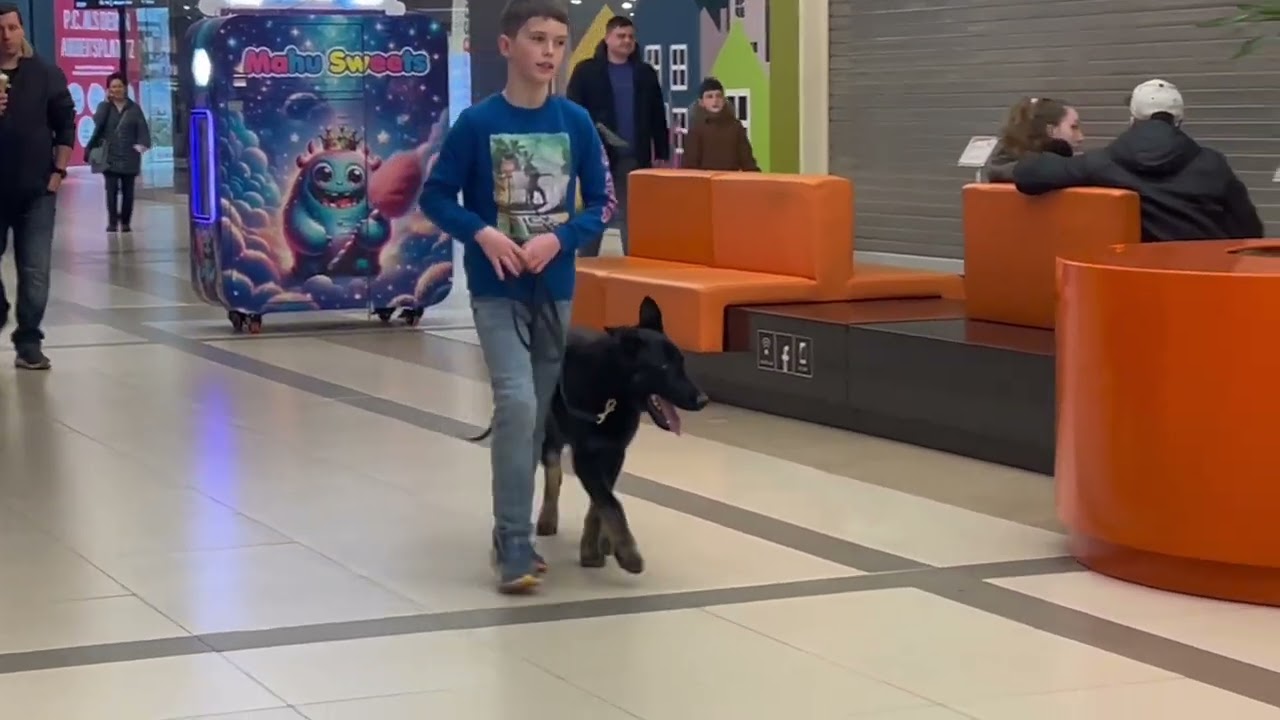 Deutscher Schäferhund 6 Monate „Blacky“