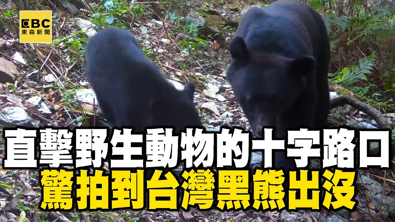 【精選】直擊野生動物的十字路口！驚拍到台灣黑熊出沒 @EARTHFOCUS_EBC ｜舒夢蘭