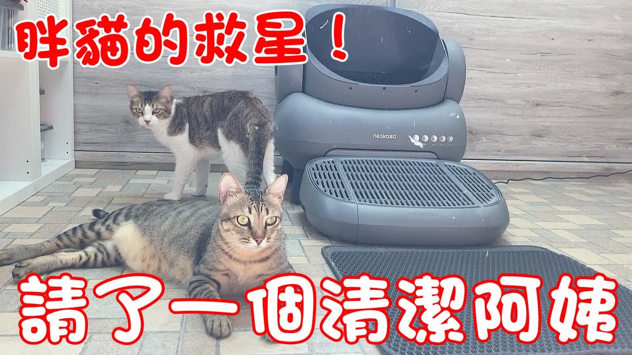 胖貓的救星！請了一個清潔阿姨來清貓砂