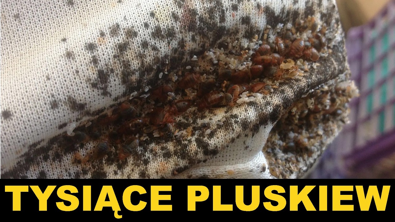 W MIESZKANIU NIEPEŁNOSPRAWNYCH -pluskwy jak się pozbyć  - pluskwa domowa jak się pozbyć